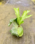 Load image into Gallery viewer, Platycerium superbum
