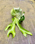 Load image into Gallery viewer, Platycerium superbum
