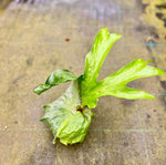 Load image into Gallery viewer, Platycerium superbum
