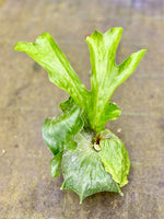 Load image into Gallery viewer, Platycerium superbum
