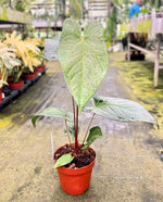 Load image into Gallery viewer, Anthurium magnificum x nigrolaminum &#39;Gigi&#39;
