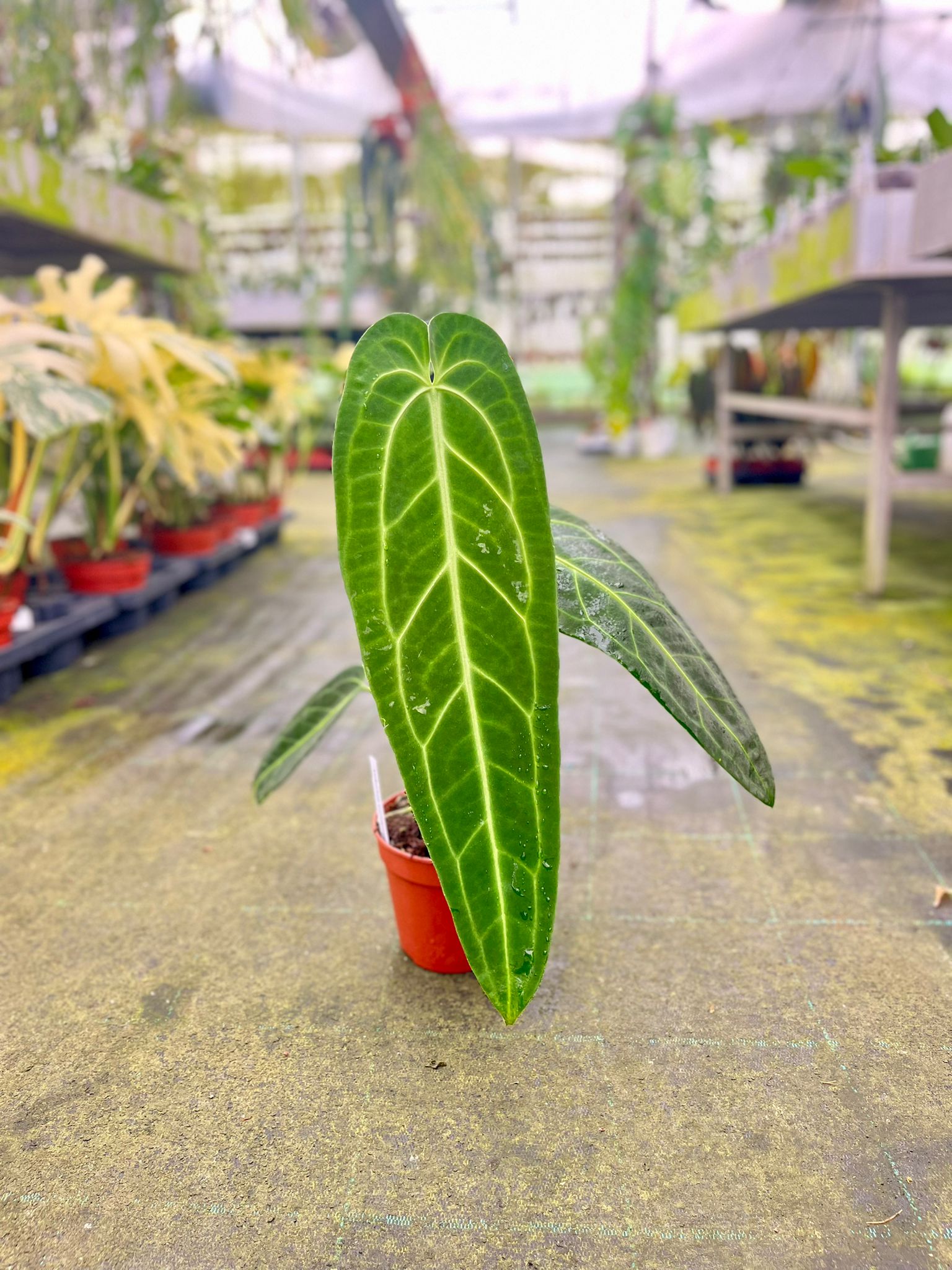 anthurium clarinervium vendita Anthurium clarinervium – Giulio Celandroni Orchidee