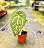 Carica l&#39;immagine nel visualizzatore Galleria, Anthurium magnificum
