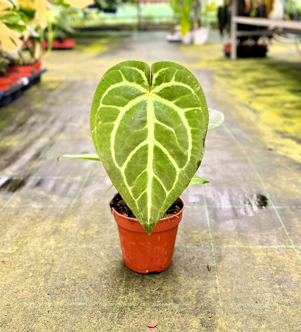 Anthurium magnificum
