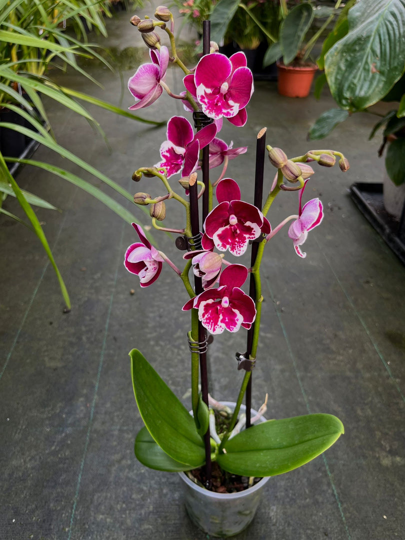 Phalaenopsis Yushan Fairy Go - Big Lip