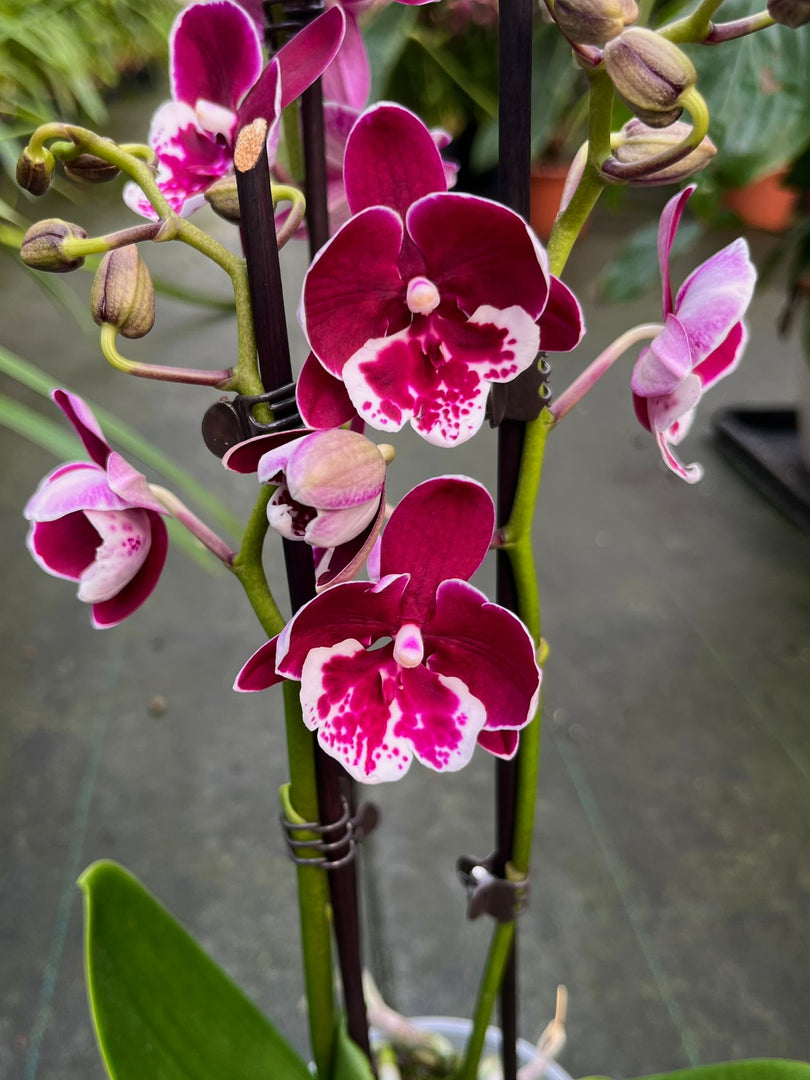 Phalaenopsis Yushan Fairy Go - Big Lip