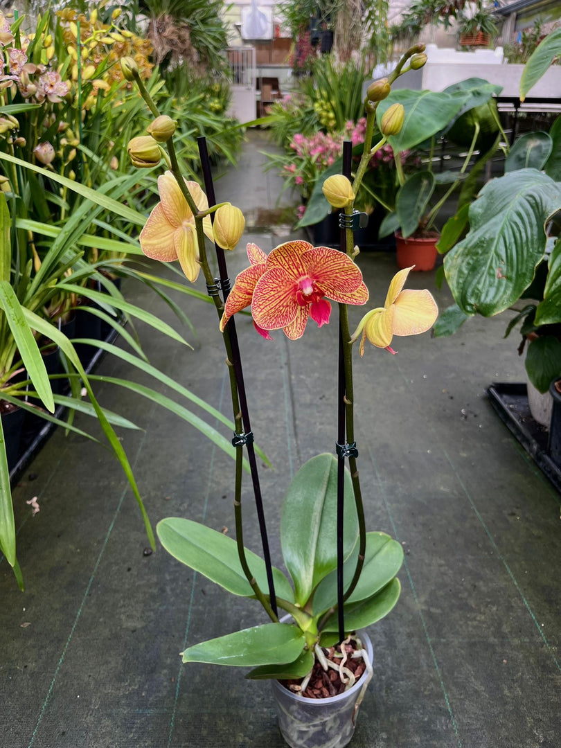 Phalaenopsis Apollo