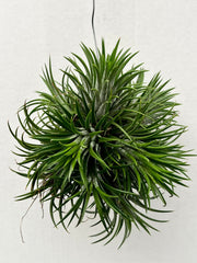 Tillandsia Ionantha XL