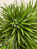Carica l&#39;immagine nel visualizzatore Galleria, Tillandsia Ionantha XL
