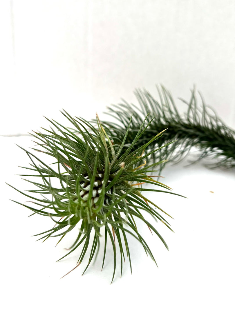 Tillandsia funckiana