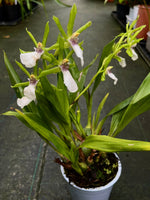 Carica l&#39;immagine nel visualizzatore Galleria, Zygopetalum reginae f. alba
