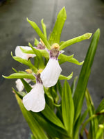Carica l&#39;immagine nel visualizzatore Galleria, Zygopetalum reginae f. alba
