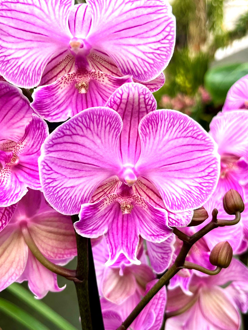Phalaenopsis Manta Romblon - Big Lip