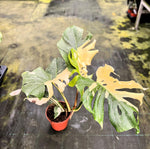 Carica l&#39;immagine nel visualizzatore Galleria, Monstera deliciosa &#39;Thai Constellation&#39;
