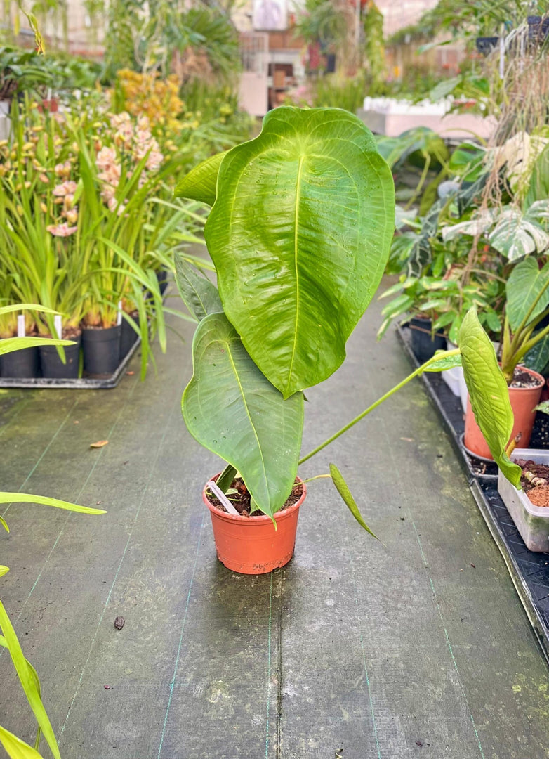 anthurium peltigerum mature Anthurium peltigerum XXL – Giulio Celandroni Orchidee