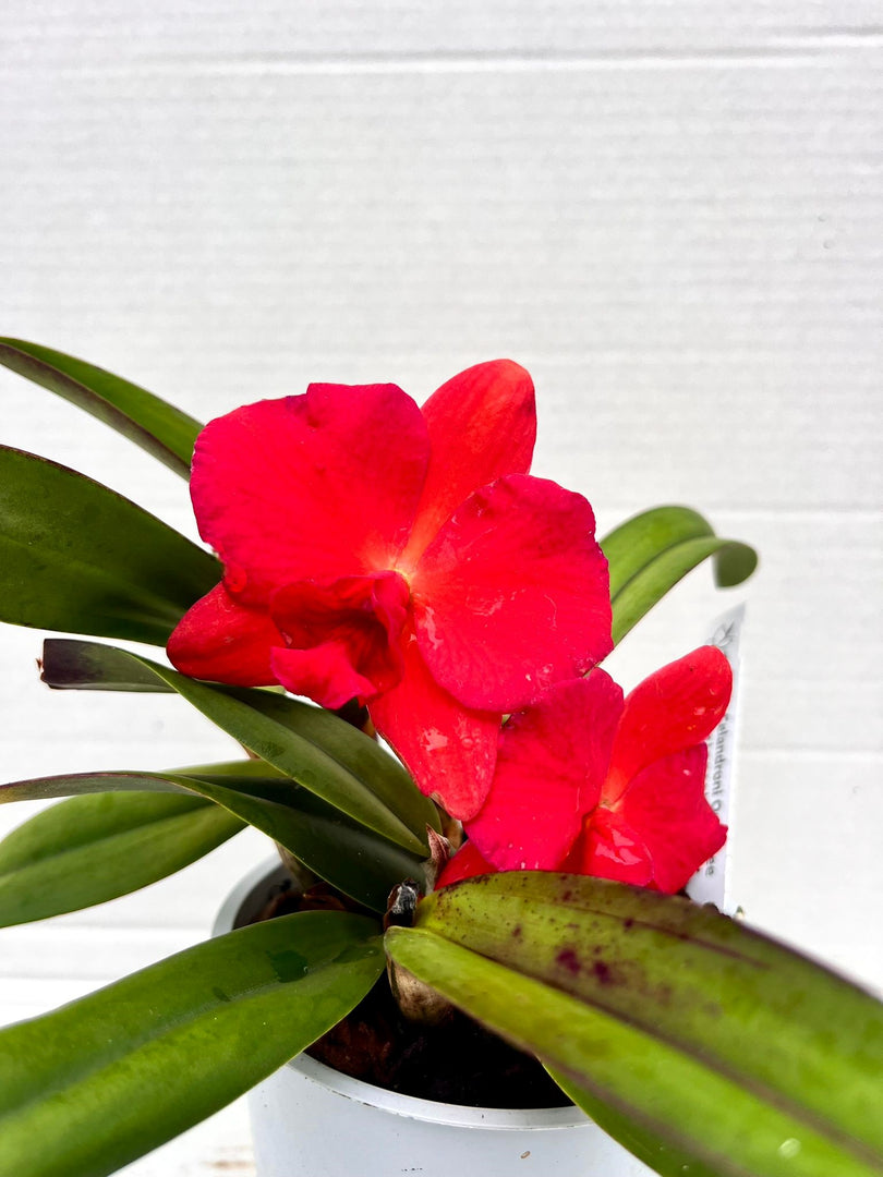 Slc. Orpetii x Sophronitis brevipedunculata