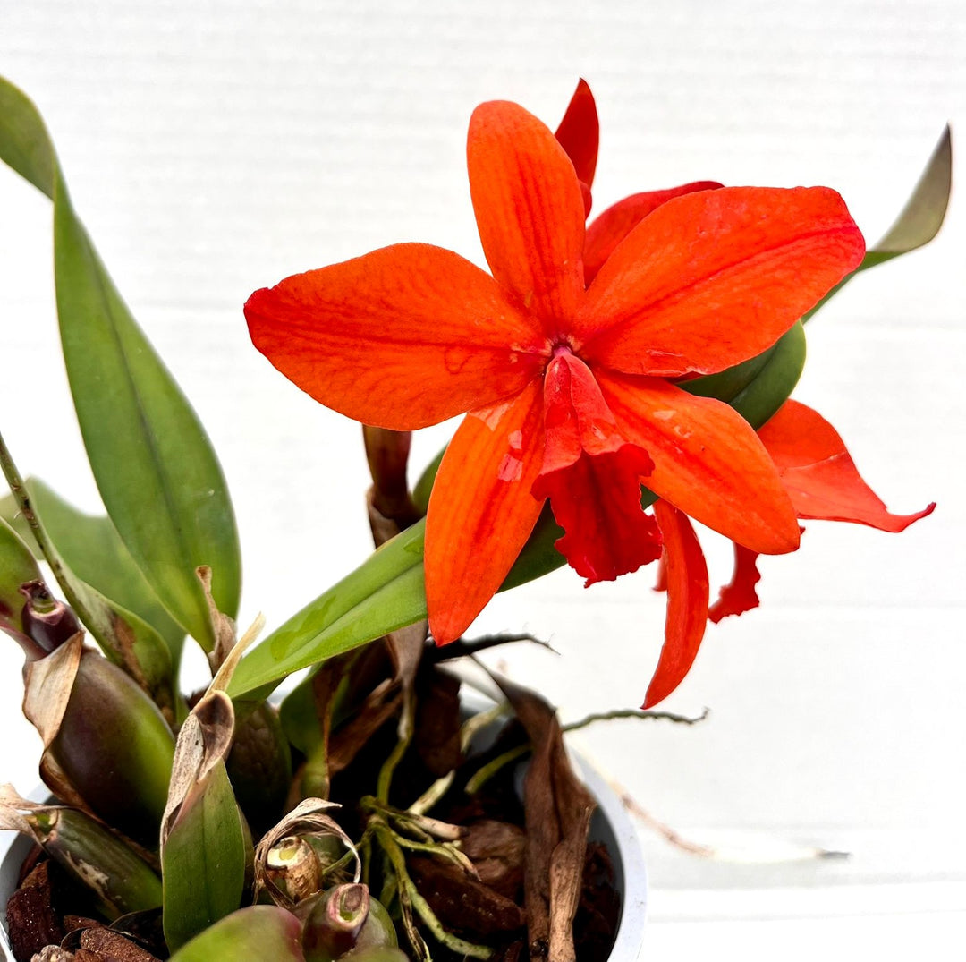 Slc. Orpetii 'Hidden Treasure 4N' AM/AOS x Slc. Seagulls Apricot 'Choice Morsel'