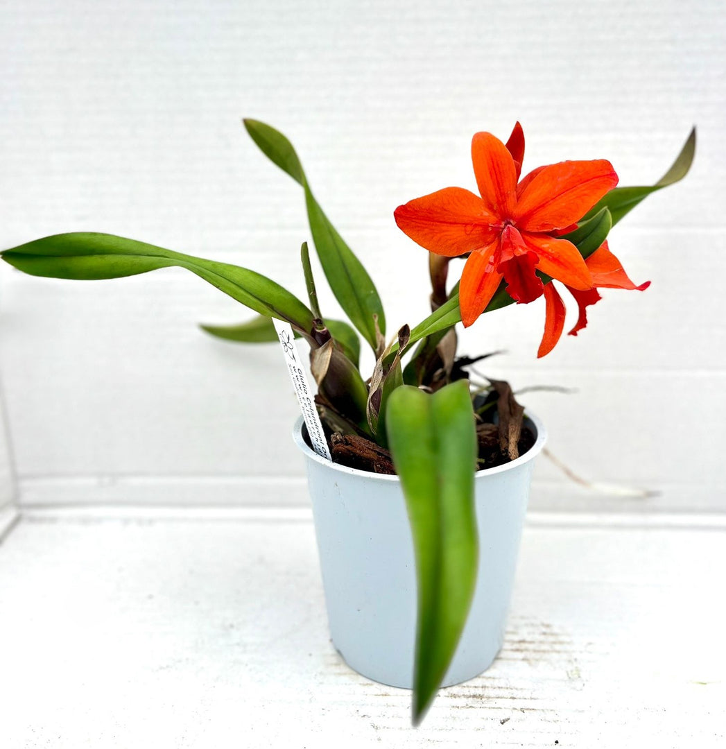 Slc. Orpetii 'Hidden Treasure 4N' AM/AOS x Slc. Seagulls Apricot 'Choice Morsel'