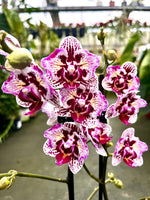 Carica l&#39;immagine nel visualizzatore Galleria, Phalaenopsis Lianher Happy Pearl - Peloric
