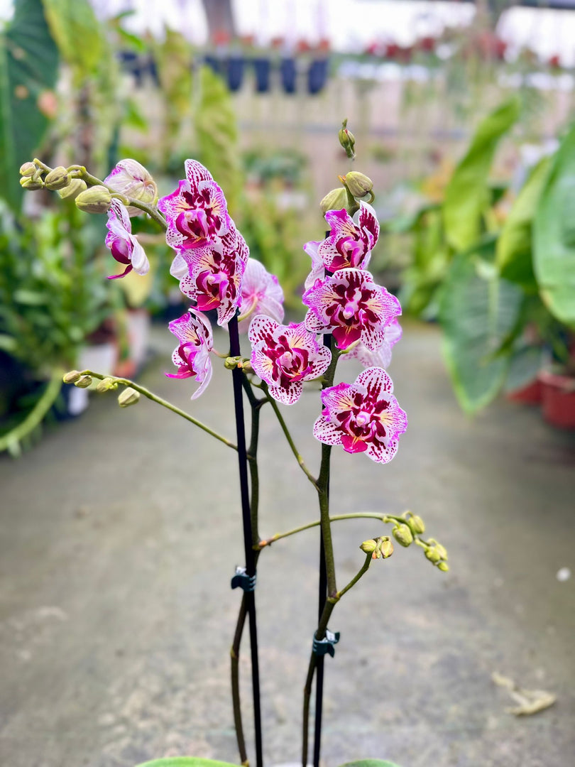 Phalaenopsis Lianher Happy Pearl - Peloric
