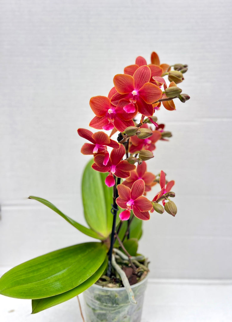 Phalaenopsis Orange Baby