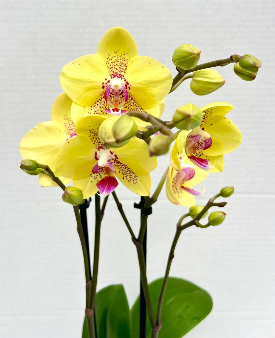 Phalaenopsis Dragon Tree Mark's 'Dragon Tree Oriole' (Dragon Lady)