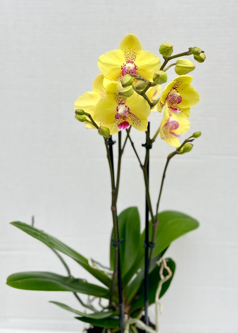 Phalaenopsis Dragon Tree Mark's 'Dragon Tree Oriole' (Dragon Lady)