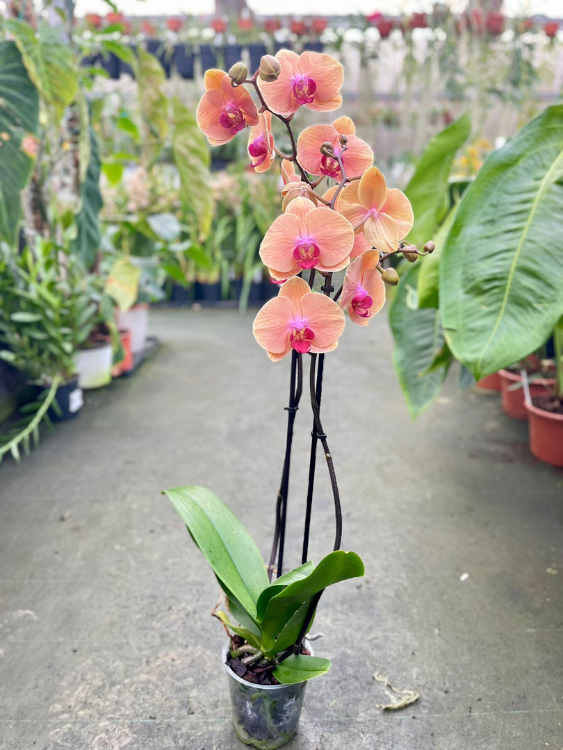 Phalaenopsis Caribbean Dream