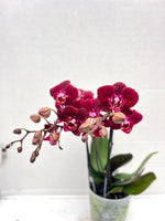 Carica l&#39;immagine nel visualizzatore Galleria, Phalaenopsis Dark Legend
