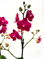Carica l&#39;immagine nel visualizzatore Galleria, Phalaenopsis Ruyi Rose

