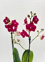 Carica l&#39;immagine nel visualizzatore Galleria, Phalaenopsis Ruyi Rose
