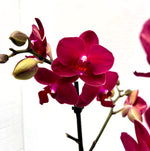 Carica l&#39;immagine nel visualizzatore Galleria, Phalaenopsis Ruyi Rose
