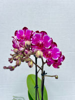 Carica l&#39;immagine nel visualizzatore Galleria, Phalaenopsis Ming Yuan Rainbow
