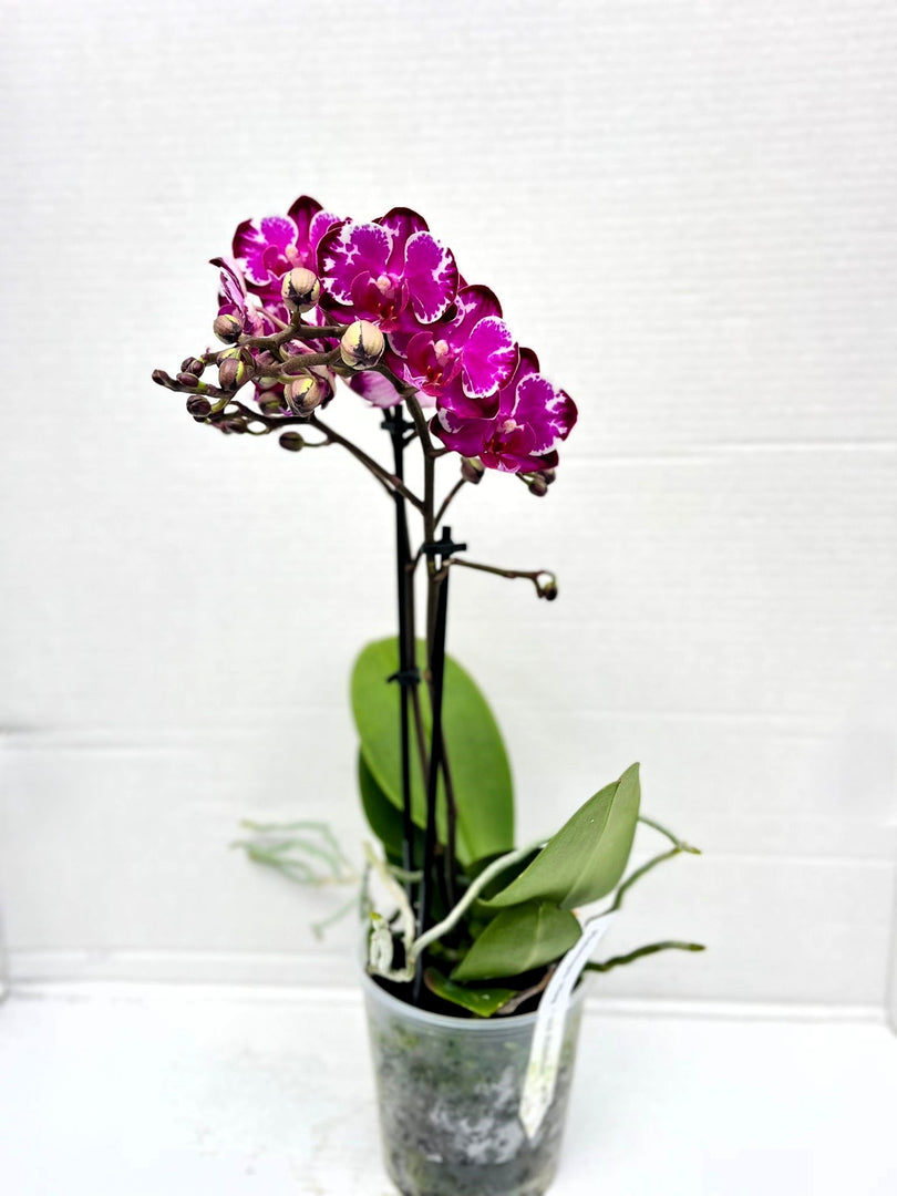 Phalaenopsis Ming Yuan Rainbow