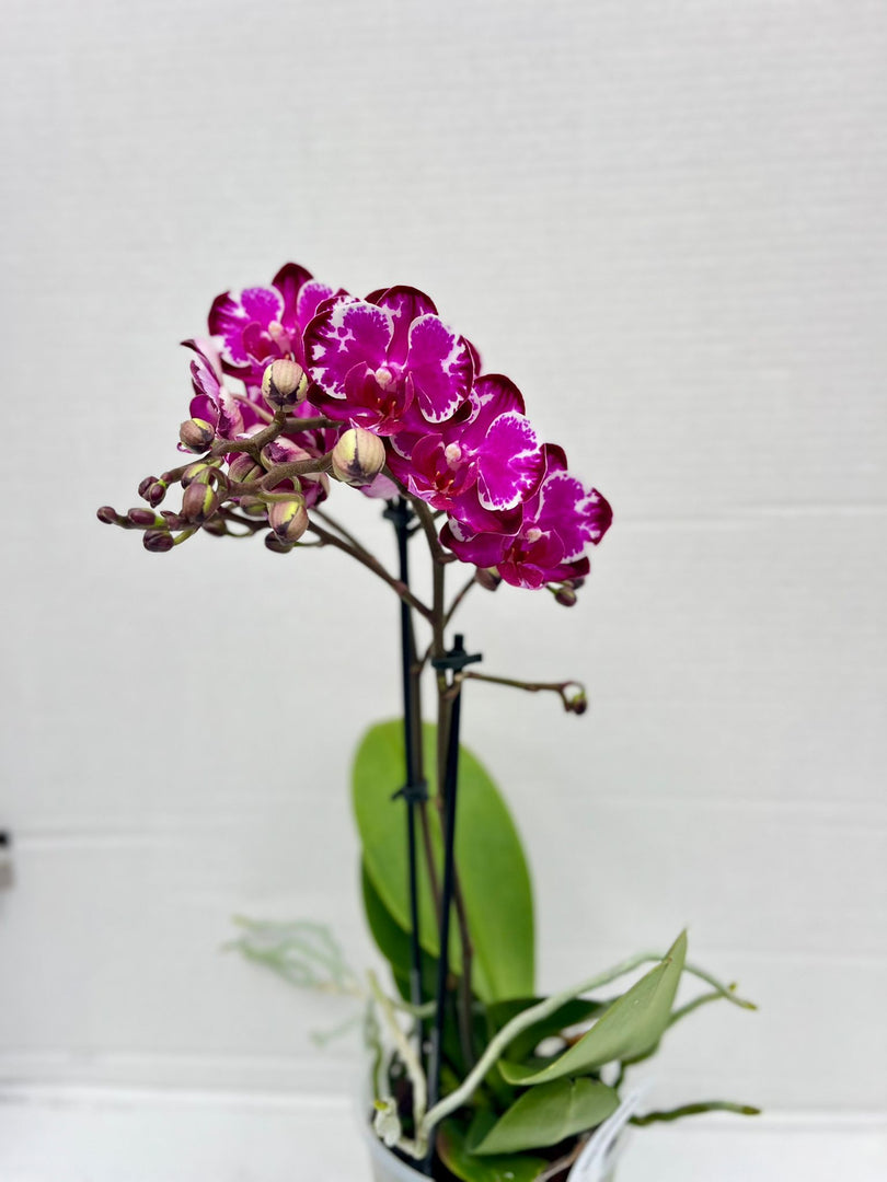 Phalaenopsis Ming Yuan Rainbow