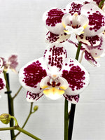 Carica l&#39;immagine nel visualizzatore Galleria, Phalaenopsis Lioulin Berry
