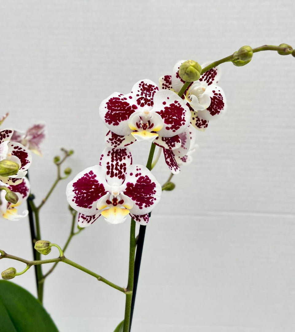 Phalaenopsis Lioulin Berry