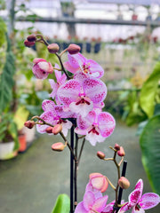Phalaenopsis Miki Dancer - Big Lip