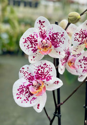 Phalaenopsis Miki Dancer '68'