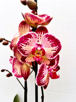 Carica l&#39;immagine nel visualizzatore Galleria, Phalaenopsis Paisaje
