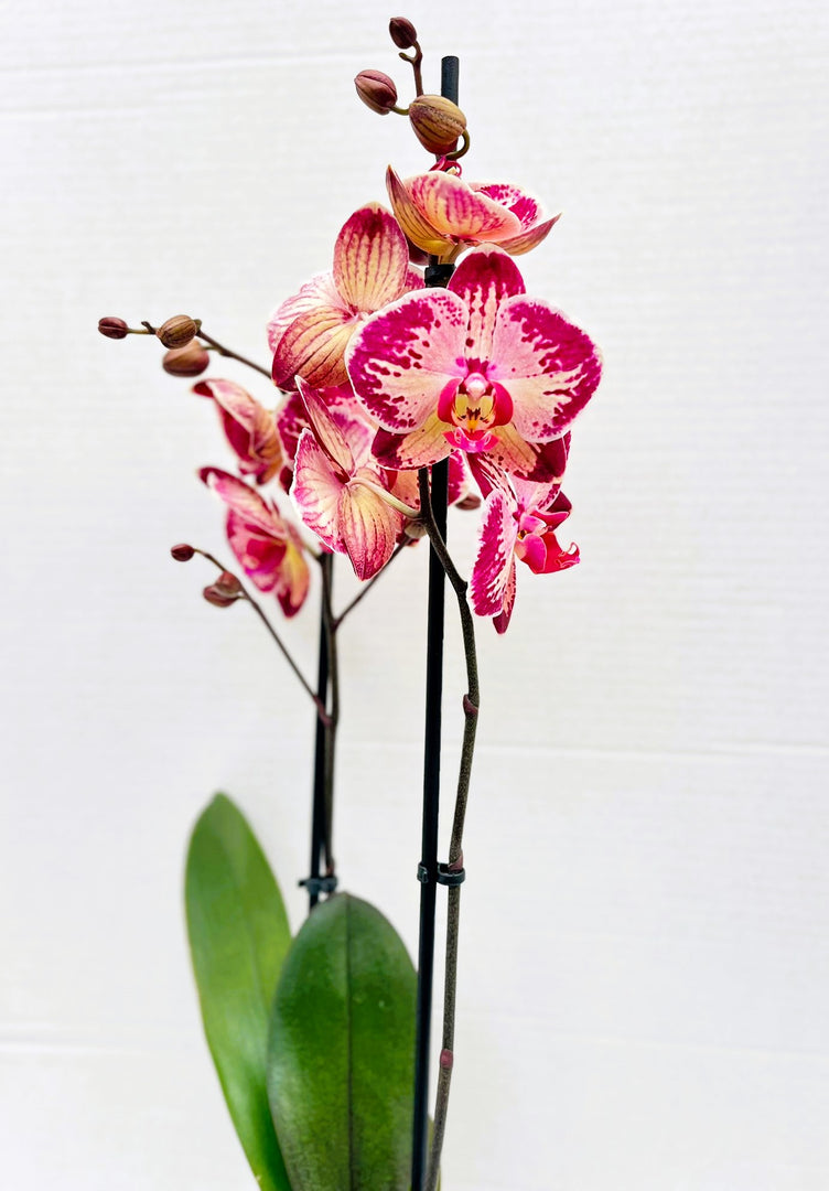 Phalaenopsis Paisaje