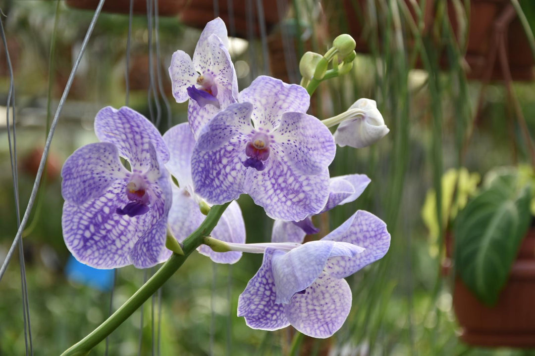Vanda Light Blue Mosaic