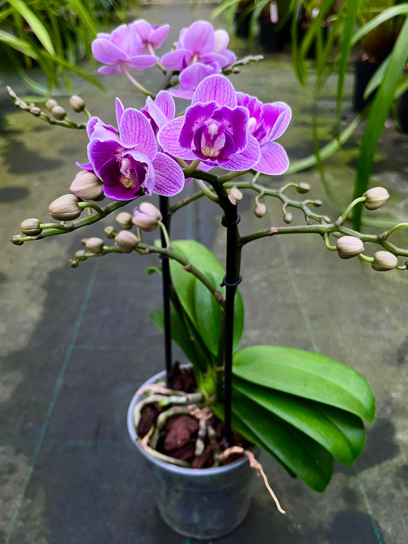 Phalaenopsis Violet Queen - Peloric 2 eyes