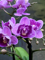 Carica l&#39;immagine nel visualizzatore Galleria, Phalaenopsis Violet Queen - Peloric 2 eyes
