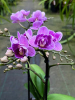 Carica l&#39;immagine nel visualizzatore Galleria, Phalaenopsis Violet Queen - Peloric 2 eyes
