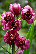 Carica l&#39;immagine nel visualizzatore Galleria, Cymbidium Eternal Red
