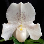 Carica l&#39;immagine nel visualizzatore Galleria, Paphiopedilum White Lady (White Knight × Ice Age)

