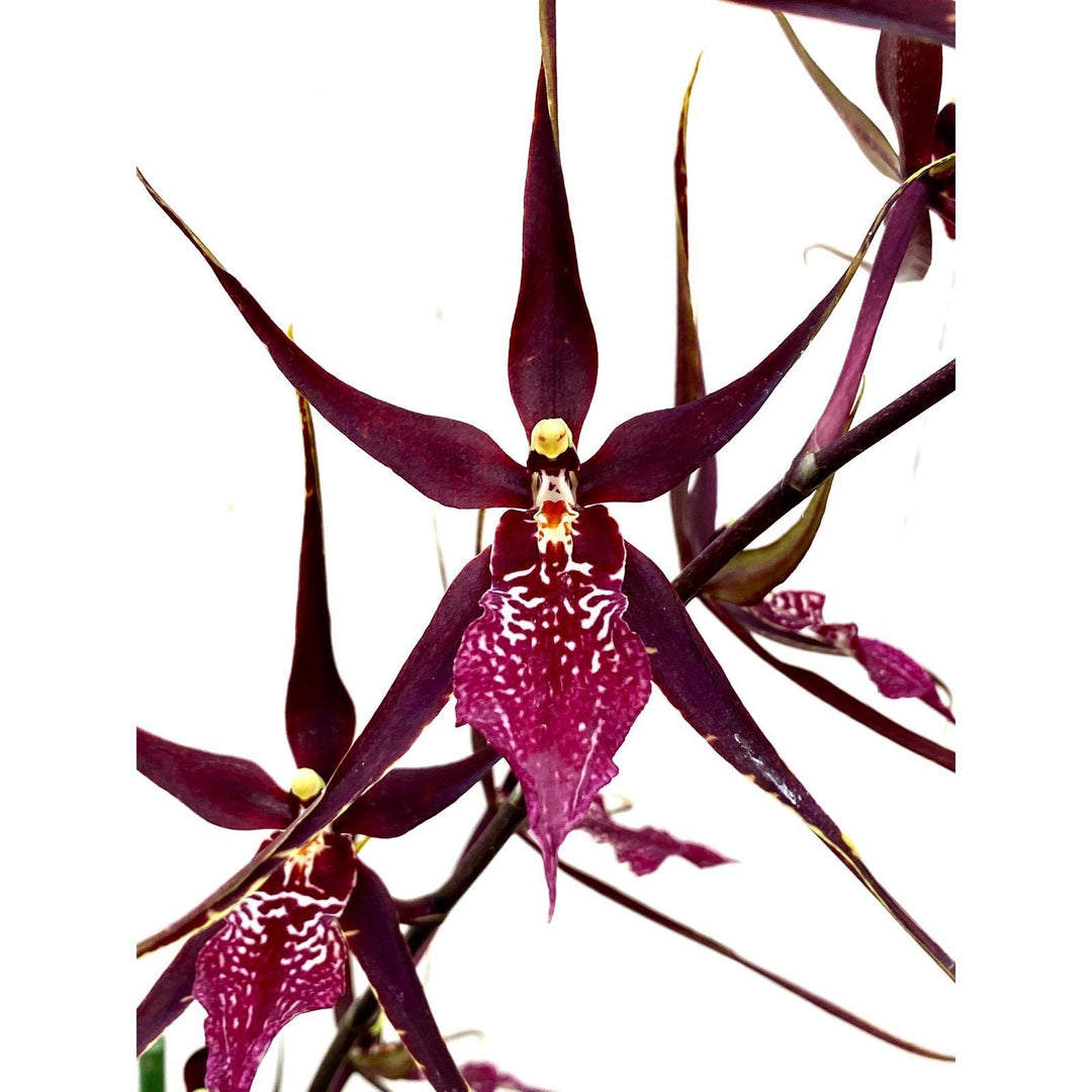 Wilhelmara Pinot Princess 'Dark Side of the Moon'