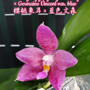 Phalaenopsis YangYang Gigan Cherry × Germaine Vincent var. blue
