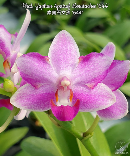 Phalaenopsis Yaphon Apairof Moustaches '644'